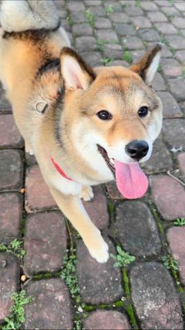 台中海線寵物保姆、寄宿 - 旺財：寵物日托