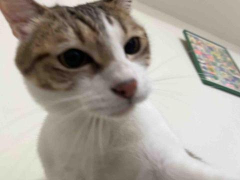 莫整理起來！整理師小莫 - 單純想曬貓，不看簡介小心被貓