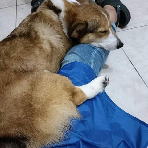 慢活到府寵物美容&寵物保母 - 吹毛的時候Money躺在美容師姐姐腿上