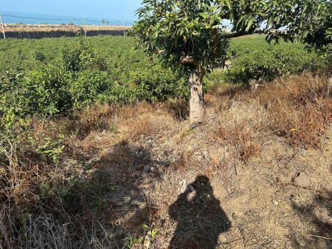 明凱工程行 - 果園開路