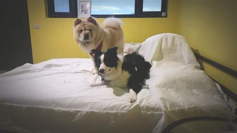 慢活到府寵物美容&寵物保母 - 邊境Pickle和鬆獅花貴的爸爸媽媽有事外出，所以找我去離家出走Stop and Go東豐自行車道民宿照顧牠們。離家出走是一間裝潢得很溫馨的寵物友善民宿，而且附近的東豐自行車道很適合遛狗，推薦給從外縣市來台中玩的毛爸媽們。