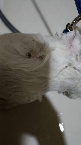 慢活到府寵物美容&寵物保母 - 這是第一次幫小步舞曲洪金寶洗澡拍的照片，牠背上的皮膚有狀況