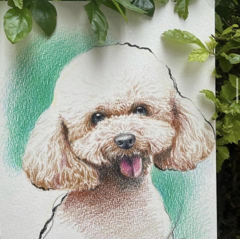 萬柔吟 - 色鉛筆作品