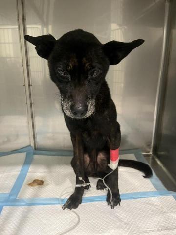 慢活到府寵物美容&寵物保母 - Ally&Buggie主人出門的時候都會找我去遛牠們，Ally很親人也很愛撒嬌