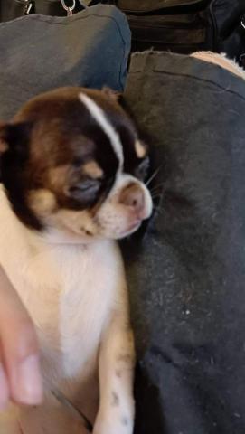 慢活到府寵物美容&寵物保母 - 娜娜磨指甲的時候磨到打瞌睡 娜娜不論洗澡吹毛基美都坦然接受 娜娜是我目前洗過最乖的幼犬了