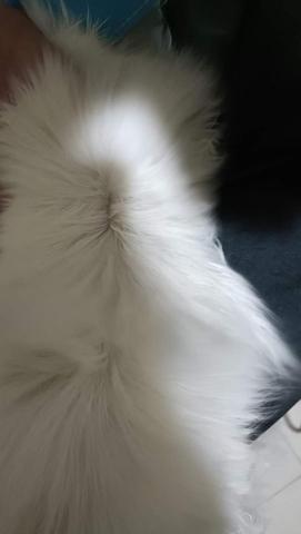 慢活到府寵物美容&寵物保母 - 今天幫小步舞曲洪金寶用義大利頂級護理洗劑Urban Dog做皮毛調理，洪金寶這次是第三次洗澡，跟第一次洗澡的皮膚狀況比起來，改善了非常多。小布舞曲有皮層厚和皮脂分泌旺盛的特色，建議一個月至少要做一次皮毛調理喔！