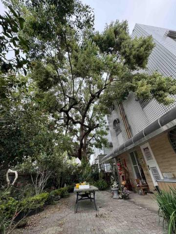 👑皇喬園藝《樹木修剪、伐木整地》 - 施工前