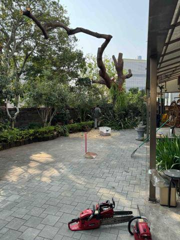 👑皇喬園藝《樹木修剪、伐木整地》 - 施工後