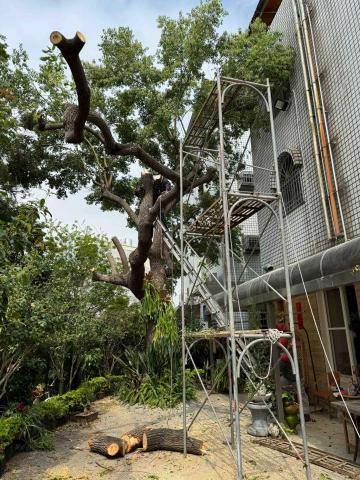 👑皇喬園藝《樹木修剪、伐木整地》 - 施工中