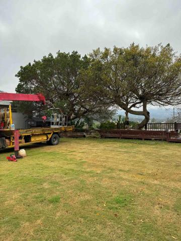 👑皇喬園藝《樹木修剪、伐木整地》 - 施工前