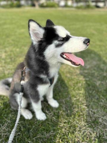 王小姐寵物陪伴house - 笑容?