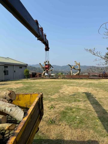 👑皇喬園藝《樹木修剪、伐木整地》 - 施工後