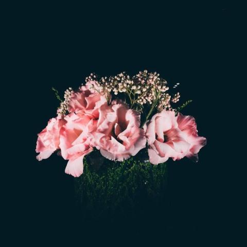 COPXA - 在黑暗中，粉紅色的花朵散發著光輝，它們象徵著在逆境中尋找光明與希望的堅韌不屈之心。