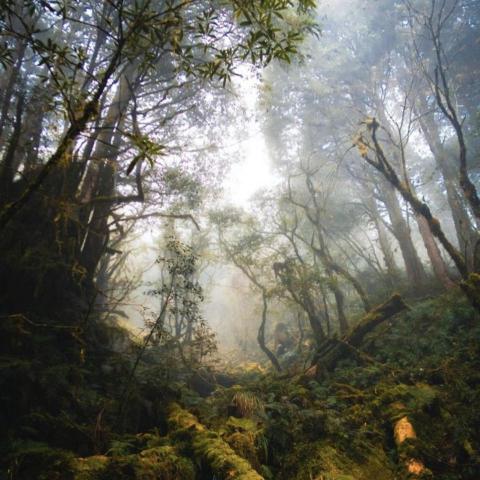 COPXA - 在迷霧繚繞的森林中，我們尋找生命的意義，步入那迷幻之境，體會尼采所言的超人之路，逐步探索自我超越的可能。