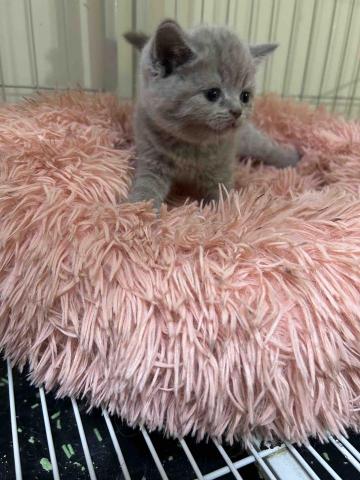 吳小姐 - 自家貓咪