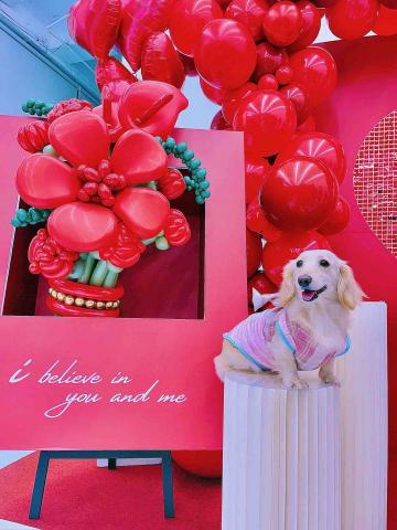 moballoon - 專業氣球佈置