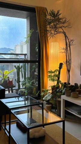 桉植AnPlants - 造型孔雀木｜室內植物