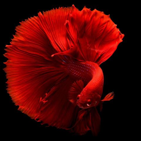 提供486翻譯筆plus服務的專家阮德心