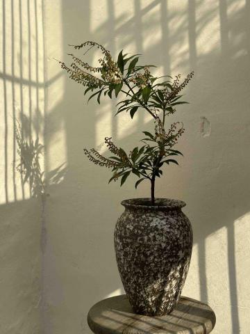 桉植AnPlants - 馬醉木｜室內植物