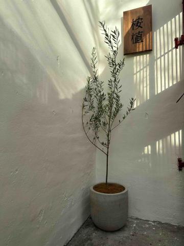 桉植AnPlants - 油橄欖｜室外植物