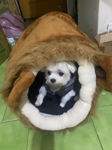 張語扉 - 這是我家的狗狗