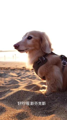 提供odoo介紹服務的專家阿金影音坊