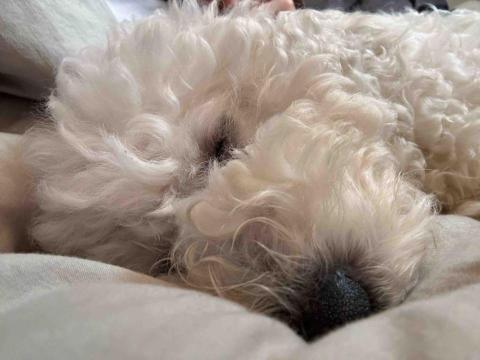 藝奇寵物住宿/安親 - 