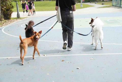 小娜《雙北寵物保母》僅用IG.FB聯絡 -  小娜《雙北寵物保母》僅用IG.FB聯絡 -