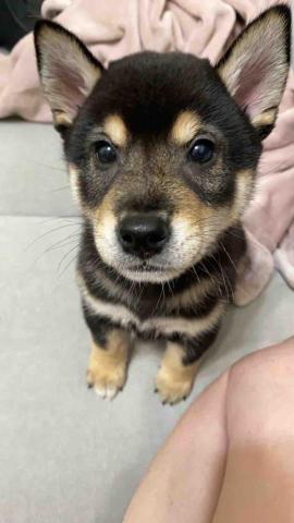 毛大叔狗私塾 -  柴寶 生活無憂無慮的小狗
#狗學生 毛大叔狗私塾 -  柴寶 生活無憂無慮的小狗
#狗學生