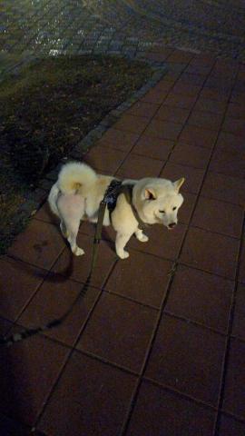 慢活到府寵物美容&寵物保母 - 膝關節異位剛開完刀的噗噗