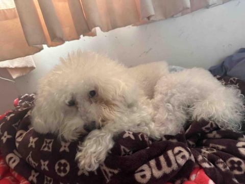 藝奇寵物住宿/安親 - 