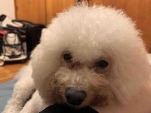 藝奇寵物住宿/安親 - 