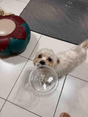 藝奇寵物住宿/安親 - 