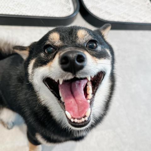 提供寄送機車服務的專家金傑瑞