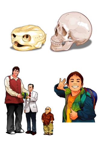 潘翁欣眉 - 高中生物-物件繪製