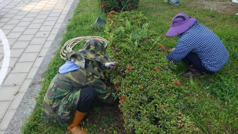 多利景觀園藝 - 灌木叢人工除草