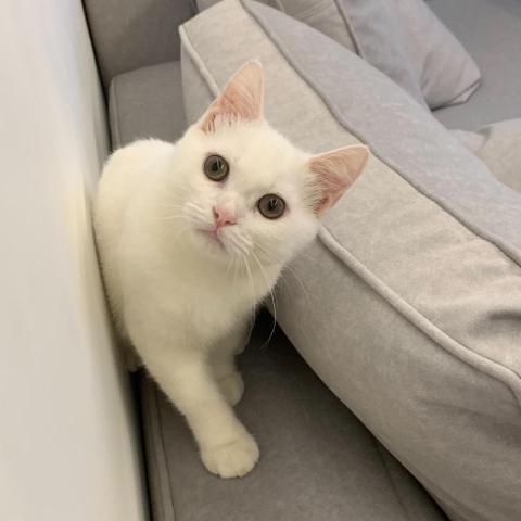 提供網站製作服務的專家Kitty