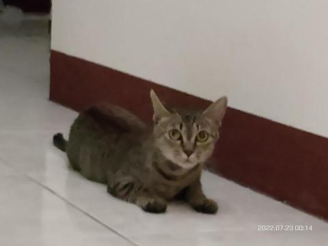 到府寵物餵養服務 - 這是我獨自救回的受虐喵，雖完全不親人，但我仍是一直照顧著喔！