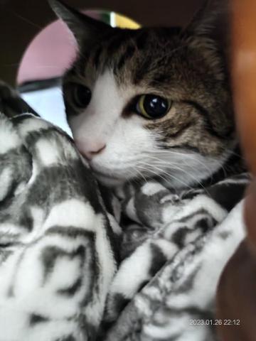 提供寄養貓服務的專家到府寵物餵養服務