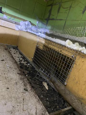 林政緯 - 室內天花板孔洞封堵防止老鼠侵入