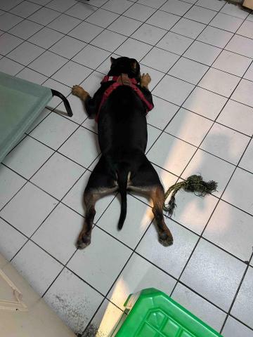 吳小姐 - 朋友的惡霸犬