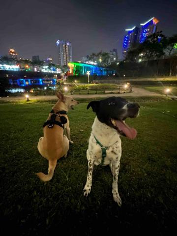 FiFi - 認識新朋友