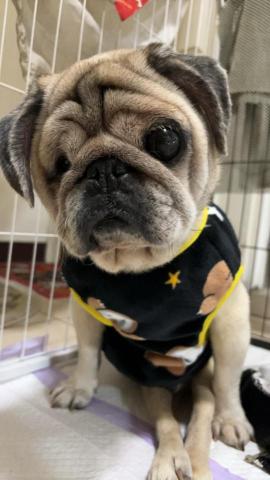 💖愛寵物的朋友💖 - 等待