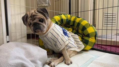 💖愛寵物的朋友💖 - 陪伴