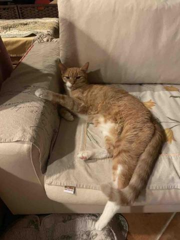 Hila&middot;寵物陪伴&middot;散步 - 家裡養的貓