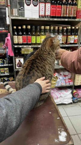 Hila&middot;寵物陪伴&middot;散步 - 雜貨行的貓