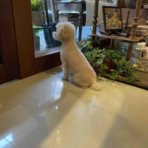 Hila&middot;寵物陪伴&middot;散步 - 家裡養的狗狗