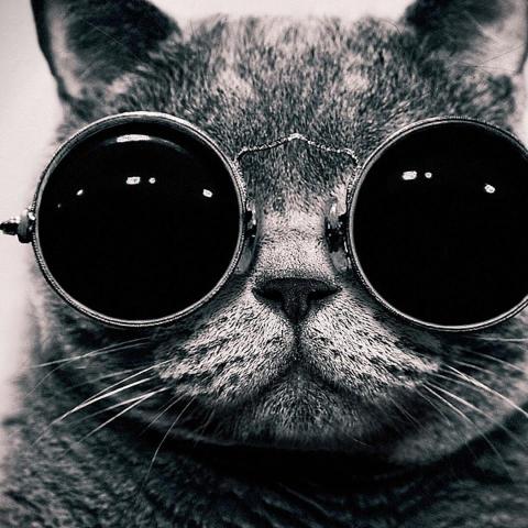 提供顧問公司服務的專家chloe wu