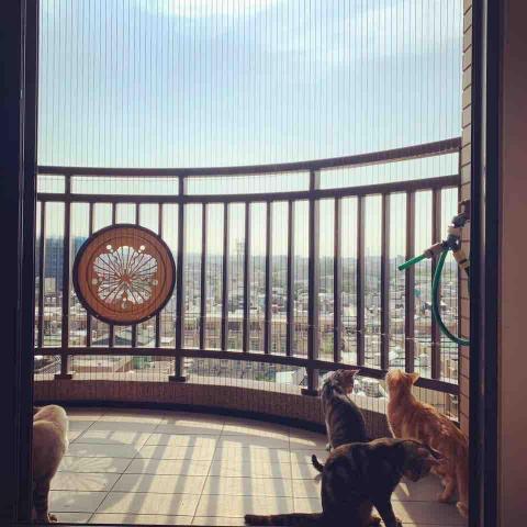 寶安隱形鐵窗-隱形窗/防護網 - 