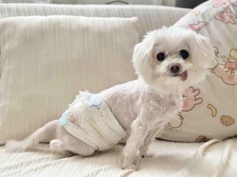 台中海線寵物保姆、寄宿 - 日托西瓜